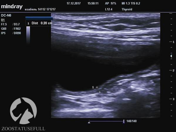Мануальное отдавливание мочевого пузыря у животных Фото мифы об отжимании спинальников