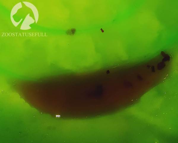 Мануальное отдавливание мочевого пузыря у животных Фото мифы об отжимании спинальников