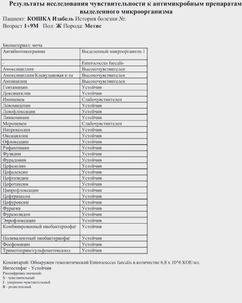 Мануальное отдавливание мочевого пузыря у животных Фото мифы об отжимании спинальников