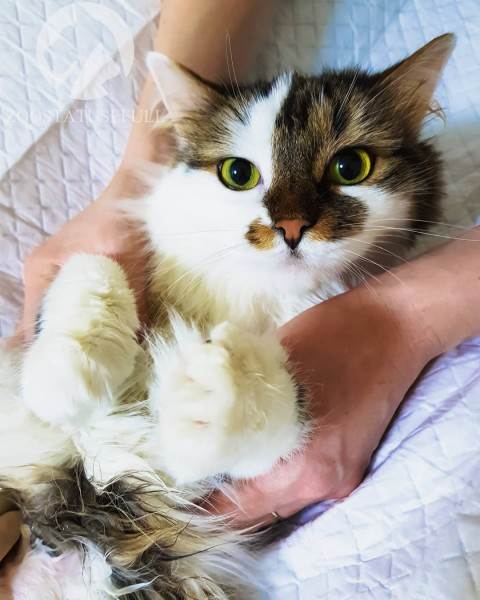 Мануальное отдавливание мочевого пузыря у животных Фото мифы об отжимании спинальников