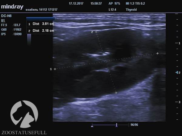 Мануальное отдавливание мочевого пузыря у животных Фото мифы об отжимании спинальников