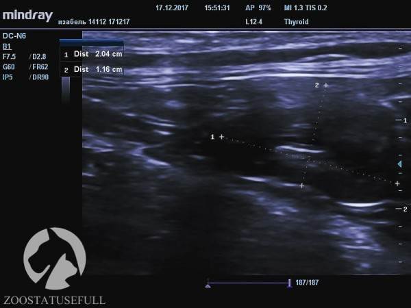 Мануальное отдавливание мочевого пузыря у животных Фото мифы об отжимании спинальников