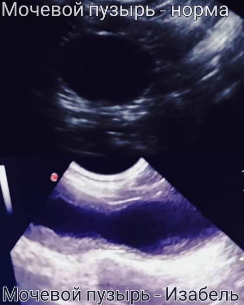 Мануальное отдавливание мочевого пузыря у животных Фото мифы об отжимании спинальников