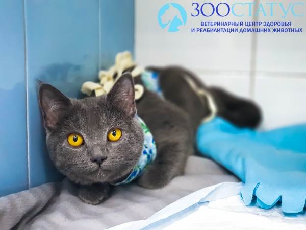 Мастит у кошек Фото мастит у кошки