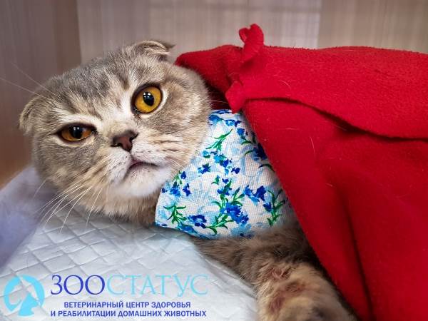 Мастит у кошек Фото воспаление молочных желез у кошки