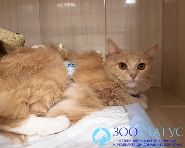 Мастит у кошек Фото мастит у кошки