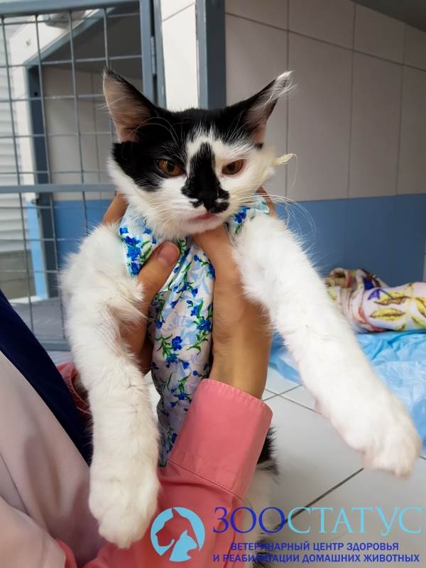 Мастит у кошек Фото воспаление молочных желез у кошки