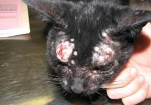 Мастоцитомы у кошек Фото