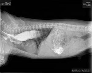 Мегаэзофагус у кошек и собак Фото