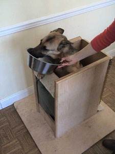 Мегаэзофагус у кошек и собак Фото