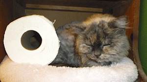 Мегаколон у кошек Фото