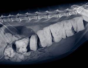 Мегаколон у кошек Фото