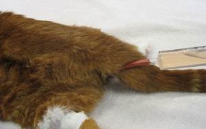 Мегаколон у кошек Фото