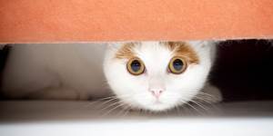 Мегаколон у кошек Фото