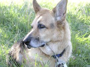 Метастазы в легких у собак и кошек Фото