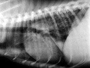 Метастазы в легких у собак и кошек Фото