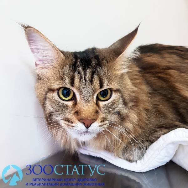 Микоплазмоз у кошек Фото лечение микоплазмоза у кошек