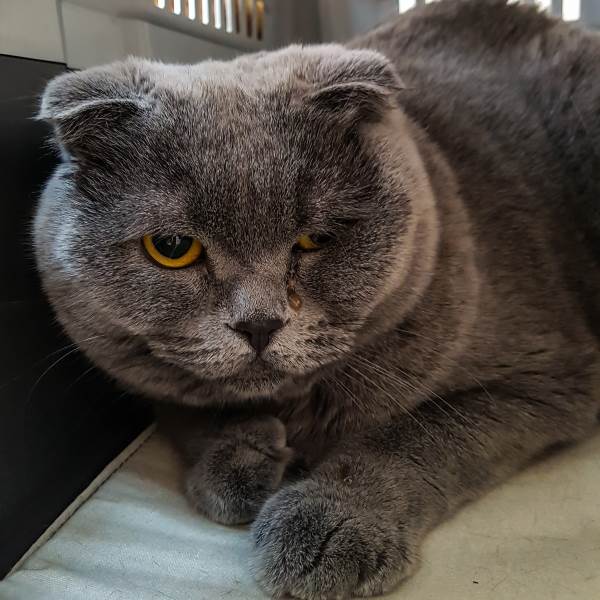 Микоплазмоз у кошек Фото микоплазмоз кошек