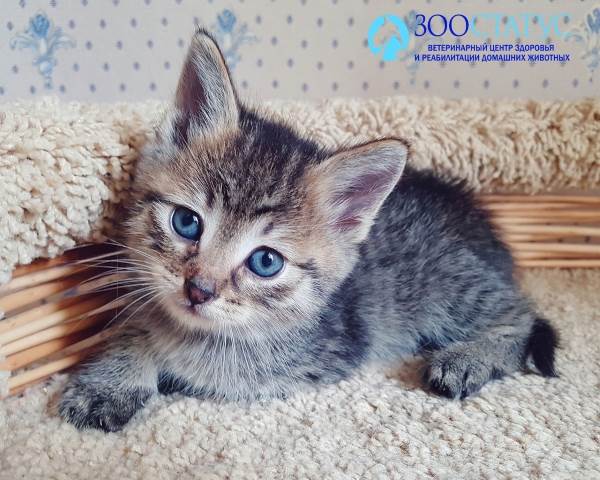 Микоплазмоз у кошек Фото микоплазмоз кошек