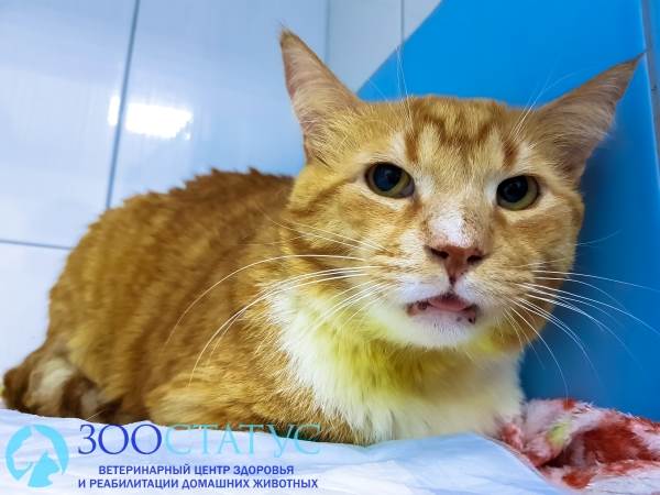 Микоплазмоз у кошек Фото микоплазмоз кошек