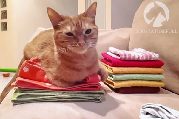 как приучить кошку к лотку