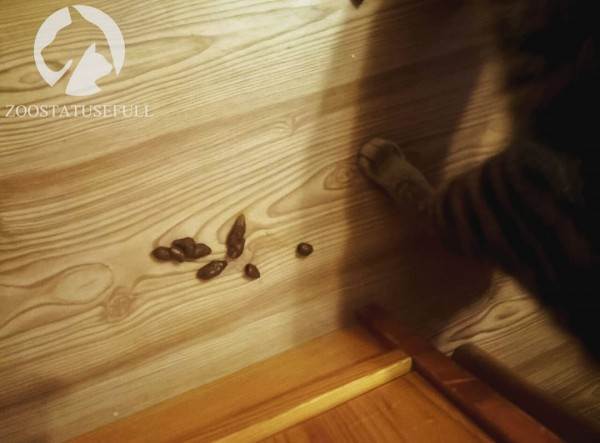 как приучить кошку к лотку