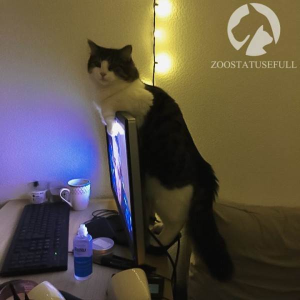 как приучить кошку к лотку