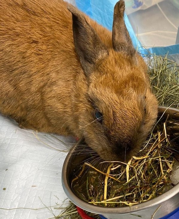 Можно ли смешивать сухой корм и натуралку Фото смешанный рацион для собак