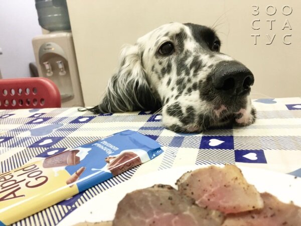 Можно ли смешивать сухой корм и натуралку Фото смешанный рацион для собак