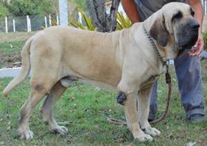 Мозоли на локтях у собаки Фото