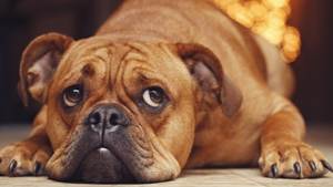 Метеоризм у собак Фото