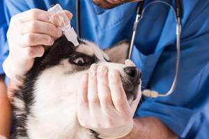 Непроходимость носослезного канала у собак Фото