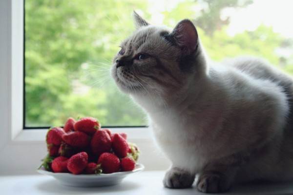 Корм или натуралка Фото натуралка или сухой корм