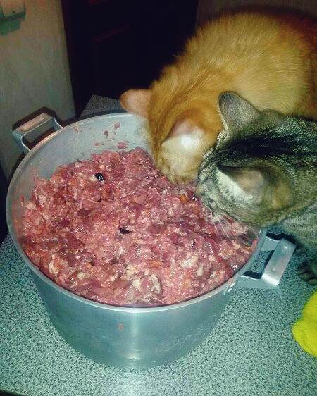 Корм или натуралка Фото натуралка или сухой корм