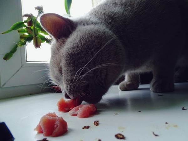 Корм или натуралка Фото натуралка или сухой корм