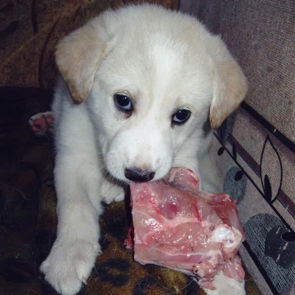 Корм или натуралка Фото натуралка или сухой корм