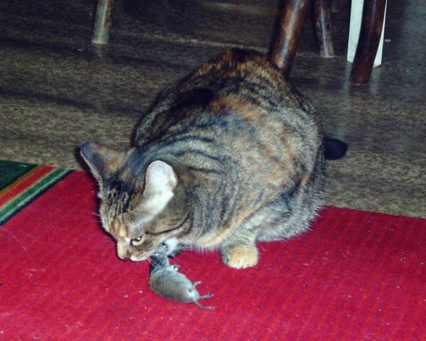 Корм или натуралка Фото натуралка или сухой корм