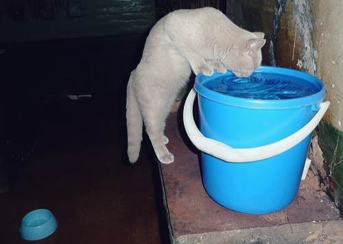 Корм или натуралка Фото натуралка или сухой корм