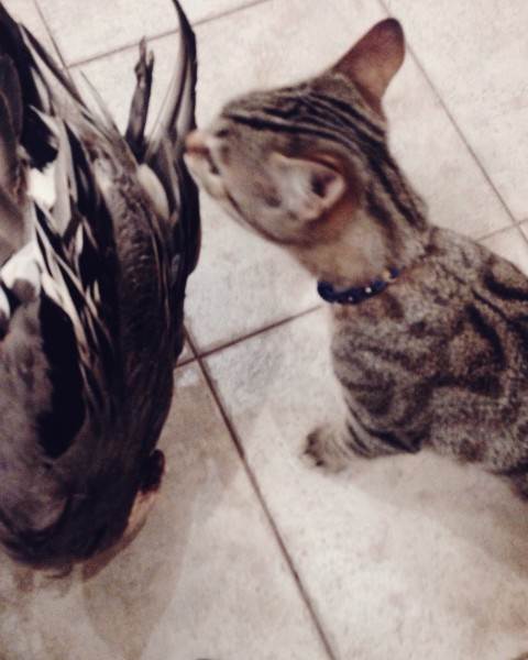 Корм или натуралка Фото натуралка или сухой корм