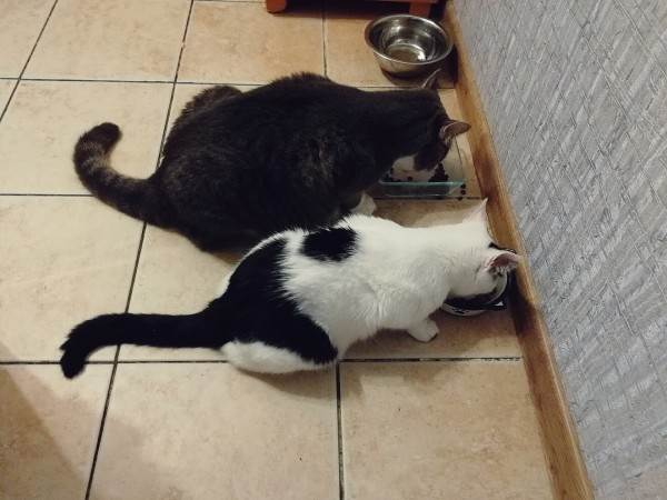 Корм или натуралка Фото натуралка или сухой корм