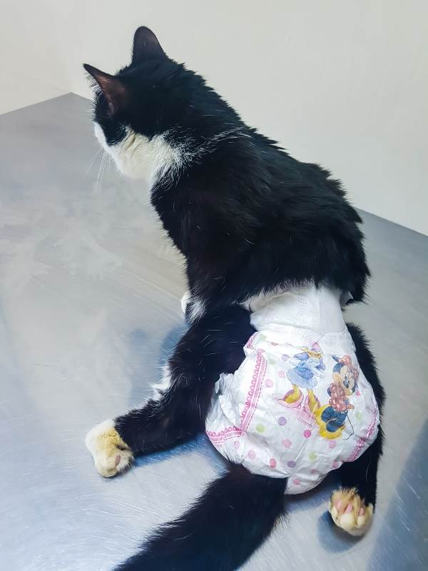 Недержание мочи у кошки
Фото кошка с недержанием мочи