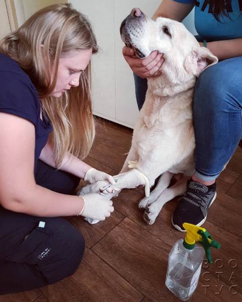 На что не нужно сдавать анализы собакам и кошкам Фото ненужные анализы домашним животным