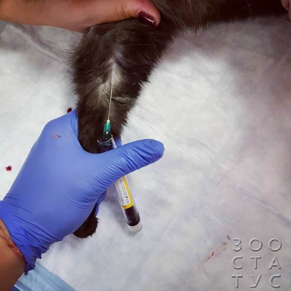 На что не нужно сдавать анализы собакам и кошкам Фото ненужные анализы домашним животным