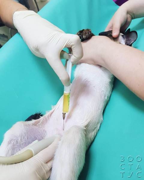 На что не нужно сдавать анализы собакам и кошкам Фото ненужные анализы домашним животным