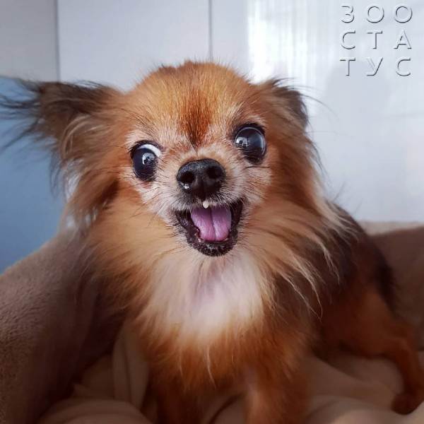 На что не нужно сдавать анализы собакам и кошкам Фото ненужные анализы домашним животным