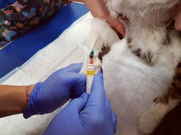 На что не нужно сдавать анализы собакам и кошкам Фото ненужные анализы домашним животным