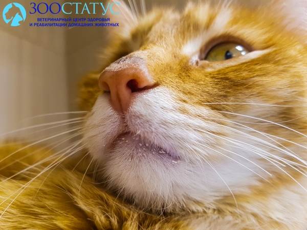 Нос кошки
Фото