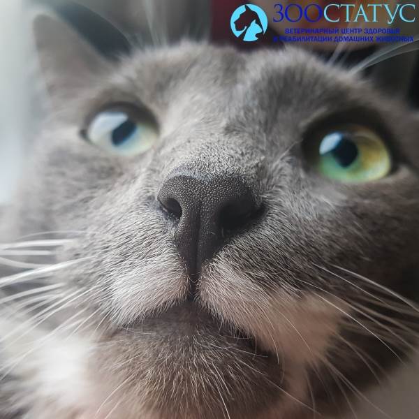 Нос кошки
Фото