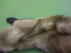 Обезвоживание у кошек Фото