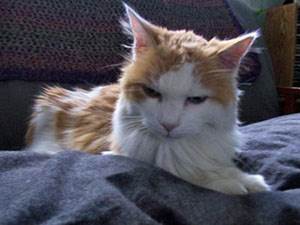 Обезвоживание у кошек Фото